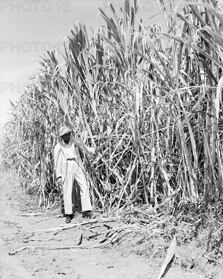 High yield sugar cane crop. A man in a suit examines a crop of high yield sugar cane at a plantation owned by the Miwani Sugar Mills. Miwani, Kenya, 7-8 November 1955. Miwani, Nyanza, Kenya, Eastern Africa, Africa.