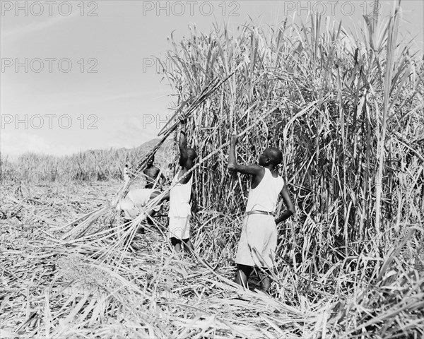 Harvesting sugar cane, Kenya. African workers cut and harvest sugar cane on the Miwani Sugar Mills plantation. Miwani, Kenya, 7-8 November 1955. Miwani, Nyanza, Kenya, Eastern Africa, Africa.
