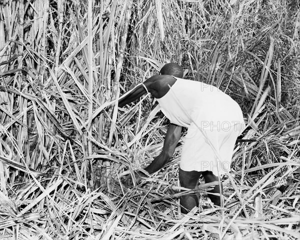 Cutting sugar cane, Kenya. An African worker cuts sugar cane on the Miwani Sugar Mills plantation. Miwani, Kenya, 7-8 November 1955. Miwani, Nyanza, Kenya, Eastern Africa, Africa.