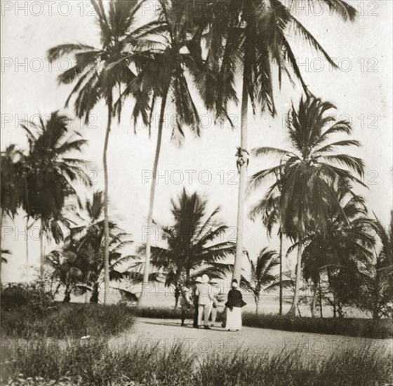 Picking coconuts in Zanzibar. An agile African man shins up the trunk of a tall tree to collect coconuts for the group who wait below him. Zanzibar (Tanzania), 12-17 January 1924., Zanzibar Urban/West, Tanzania, Eastern Africa, Africa.