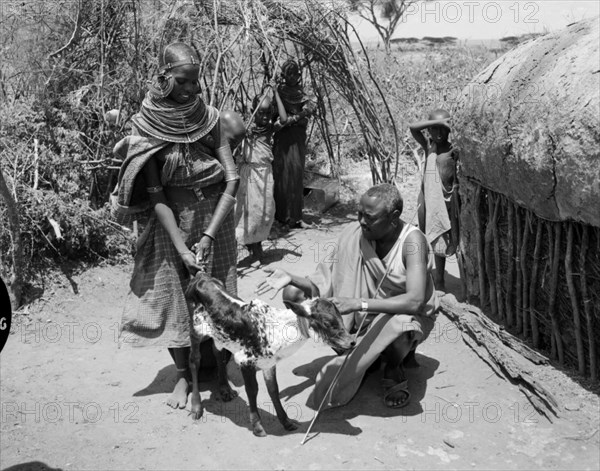 Lesanguniguni and his wife. A Samburu man identified as 'Lesanguriguri' considers a young cow held fast at the tail by his wife. Both wear traditional dress: her's decorated with striking, ornate jewellery. Wamba, Kenya, 13 October 1956. Wamba, Rift Valley, Kenya, Eastern Africa, Africa.