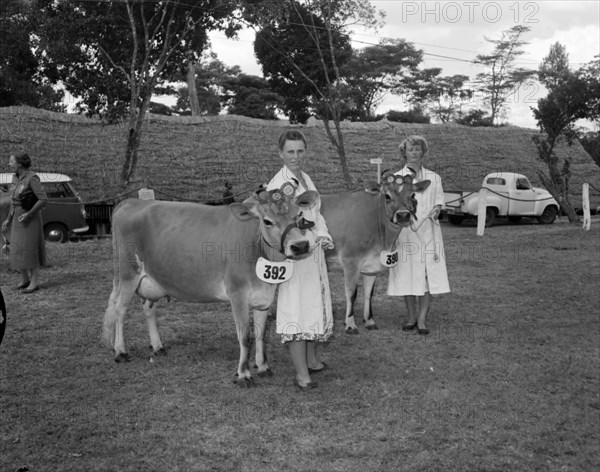 Two of Bernard's Jersey cows. Two prize-winning Jersey cows belonging to Mr Bernard are displayed at the Royal Show. Kenya, 17 October 1956. Kenya, Eastern Africa, Africa.