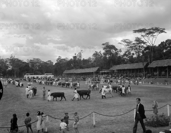 Cattle parade at the Royal Show. Cattle are paraded around an open arena at the Royal Show, watched by a large audience from several spectator stands. Kenya, 17-20 October 1956. Kenya, Eastern Africa, Africa.