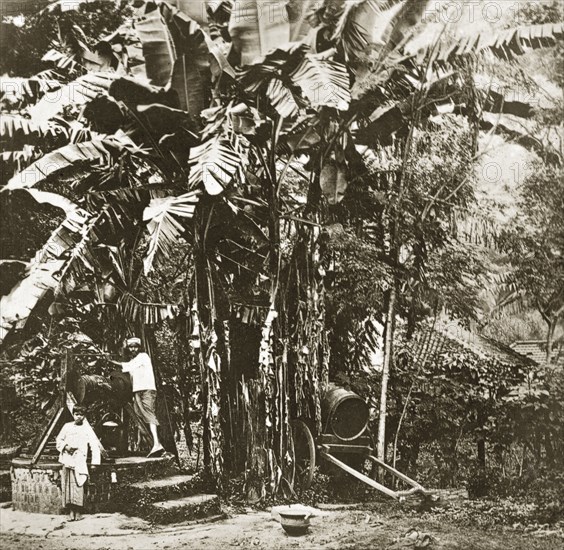 Collecting water under a banyan tree. Villagers hoist water from a stone well beneath a large Indian Banyan tree. Ceylon (Sri Lanka), 27-31 January 1924. Sri Lanka, Southern Asia, Asia.