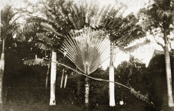 Traveller's Palm. Portrait of a Traveller's Palm (Ravenala madagascariensis), an unusual plant originating from Madagascar that opens like a fan in one direction. Suva, Fiji, 21-27 May 1924. Suva, Viti Levu, Fiji, Pacific Ocean, Oceania.