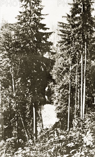 Capilano Canyon. Dense woodland in Capilano Canyon. Vancouver, Canada, 21 June-4 July 1924. Vancouver, British Columbia, Canada, North America, North America .