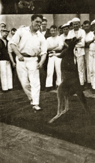 Kangaroo boxing. A crew member from HMS Hood entertains his shipmates by joining in a boxing match with a young kangaroo. Location unknown, circa 1924.