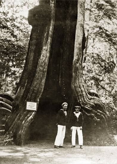 Giant hollow tree. Two sailors pose for the camera in front of a giant hollow tree in Stanley Park. The tree is labelled with a sign that reads: WE SUGGEST that you have a photograph taken IN THE BIG HOLLOW TREE. Vancouver, Canada, 21 June-4 July 1924. Vancouver, British Columbia, Canada, North America, North America .