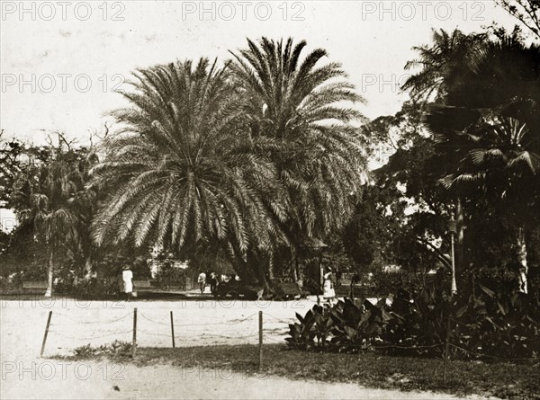 The garden square, Kingston. Exotic palm trees in the garden square. Kingston, Jamaica, 26-30 July 1924. Kingston, Kingston, Jamaica, Caribbean, North America .