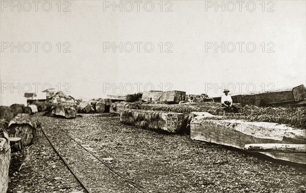 Mahogany wood. Large pieces of mahogany timber ready for use. Western Africa, circa 1920., Western Africa, Africa.