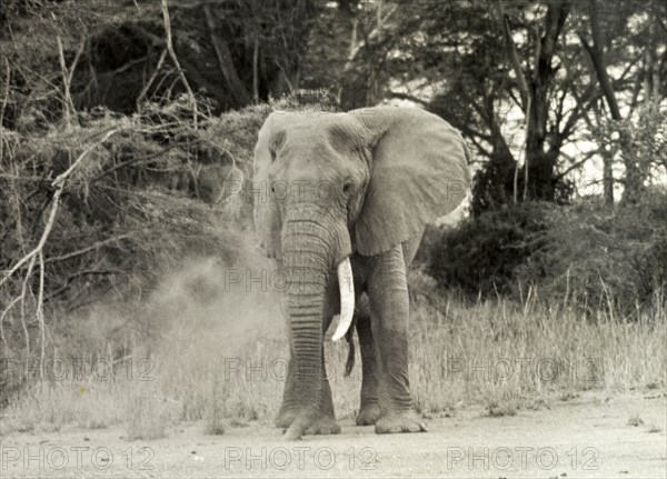 African elephant, Tanganyika. Portrait if an African bull elephant (Loxodonta africana). Tanganyika Territory (Tanzania), circa 1960. Tanzania, Eastern Africa, Africa.