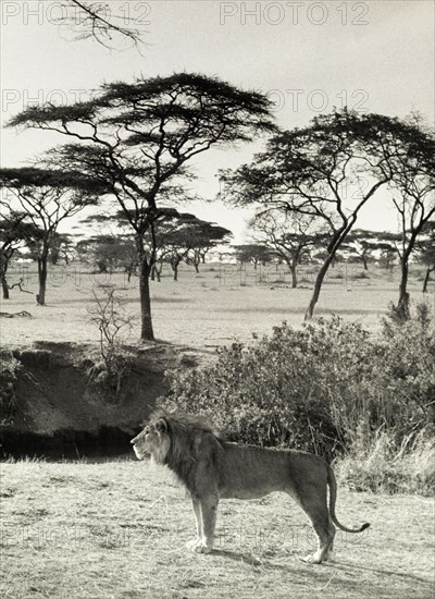 Savannah lion, Tanganyika. Official publicity shot for the Tanganyikan government. A male lion (Panthera leo) on the savannah. Tanganyika Territory (Tanzania), circa 1960. Tanzania, Eastern Africa, Africa.