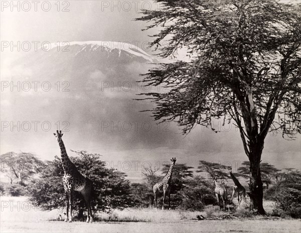 Kilimanjaro and giraffes. Official publicity shot for the Tanganyikan government. Giraffes graze on acacia trees in the shadow of the snow-capped Mount Kilimanjaro. Tanganyika Territory (Tanzania), circa 1950. Tanzania, Eastern Africa, Africa.