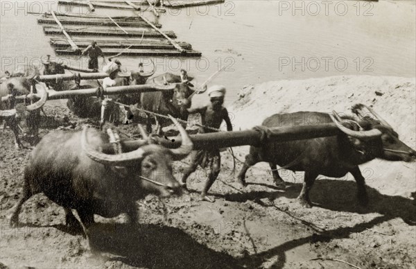 Oxen haul teak logs from a river. Several Burmese men drive a team of oxen to haul a raft of teak logs from a river. Mandalay, Burma (Myanmar), circa 1925. Mandalay, Mandalay, Burma (Myanmar), South East Asia, Asia.