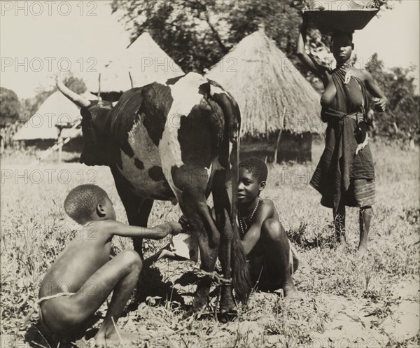 Tonga children milk a cow. Two semi-naked Tonga (Batonga) children milk a cow whose back legs are bound together with string. A woman approaches from the background, balancing a large load on her head. Probably Southern Rhodesia (Zimbabwe), circa 1955. Zimbabwe, Southern Africa, Africa.