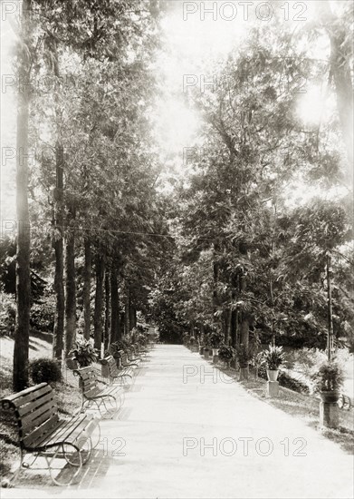 Hong Kong Zoological and Botanical Gardens. A promenade lined with benches, potted plants and tall trees stretches into the distance at the Hong Kong Zoological and Botanical Gardens. An original caption comments that the 'gardens are well kept, though not spacious (and have a) commanding view of (the) harbour through (the) trees'. Hong Kong, China, 1903. Hong Kong, Hong Kong, China, People's Republic of, Eastern Asia, Asia.
