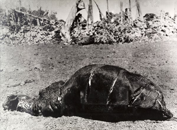 Carcass of a cow killed by Mau Mau fighters. The carcass of a cow killed on a European settler's farm by Mau Mau fighters. Deep slash marks made by 'pangas' are visible on its back and hind quarters. Kenya, circa 1952. Kenya, Eastern Africa, Africa.