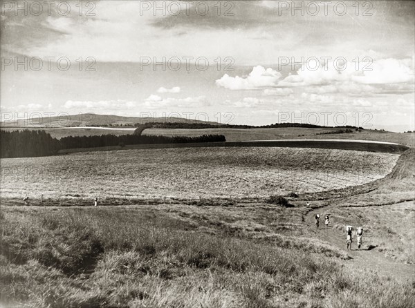 Cultivating pyrethrum in the Kenyan highlands. Agricultural workers walk to and fro on a track leading to a field of cultivated pyrethrum flowers in the Kenyan highlands. Central Kenya, circa 1953., Central (Kenya), Kenya, Eastern Africa, Africa.