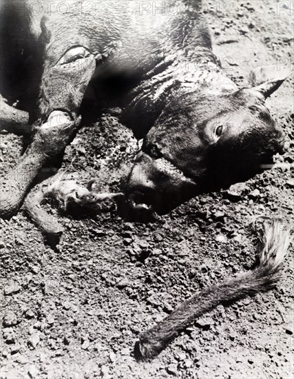 Head of a cow killed by Mau Mau fighters. Close-up of the slashed head and severed tail of a cow killed on a European settler's farm by Mau Mau fighters. Kenya circa 1952. Kenya, Eastern Africa, Africa.