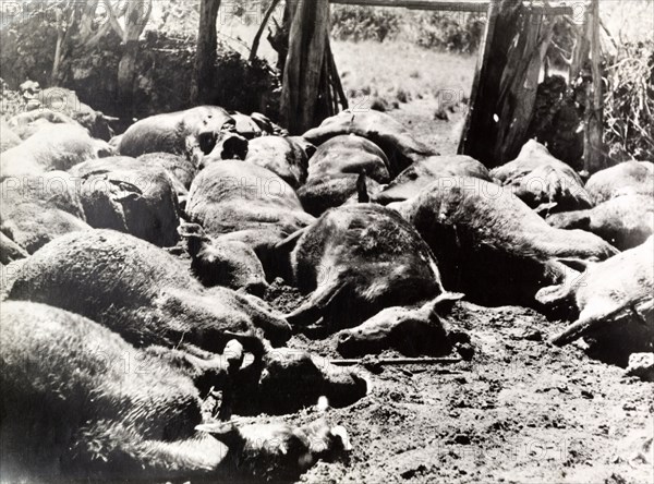Cattle attacked by Mau Mau fighters. Carcasses of dead cattle litter a yard on a European settler's farm. The animals were shot after they had been crippled by Mau Mau fighters slashing at them with pangas or machetes. Kenya circa 1952, Kenya, Eastern Africa, Africa.
