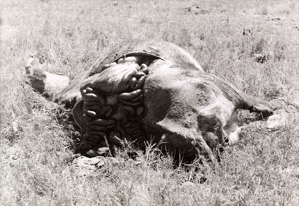 Carcass of a cow killed by Mau Mau fighters. The carcass of a disembowelled cow, slashed to death by Mau Mau fighters, putrifies on the ground. Timau, Kenya, circa September 1952. Timau, East (Kenya), Kenya, Eastern Africa, Africa.