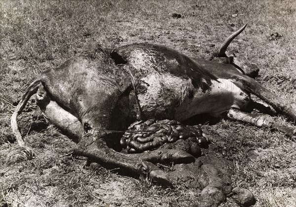 Carcass of a cow killed by Mau Mau fighters. The carcass of a disembowelled cow, victim of a Mau Mau raid, putrifies on the ground. Timau, Kenya, circa September 1952. Timau, East (Kenya), Kenya, Eastern Africa, Africa.