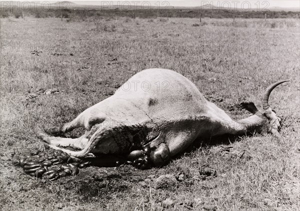 Carcass of a cow killed by Mau Mau fighters. The carcass of a disembowelled cow, victim of a Mau Mau raid, putrifies on the ground. Timau, Kenya, circa September 1952. Timau, East (Kenya), Kenya, Eastern Africa, Africa.