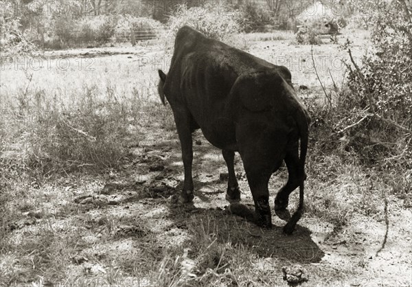 Cow hamstrung by Mau Mau fighters. A hamstrung cow, the victim of a Mau Mau raid, staggers on its crippled hind legs. Timau, Kenya, circa September 1952. Timau, East (Kenya), Kenya, Eastern Africa, Africa.