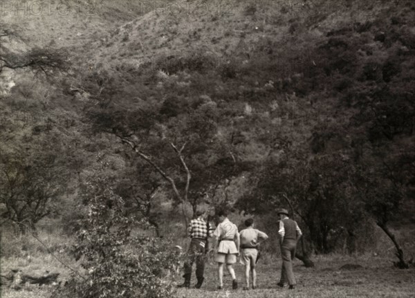 European farmers search for Mau Mau. Four European farmers set off into thick bush, armed with rifles, in search of Mau Mau gangsters who stole their cattle during the night. Rift Valley, Kenya, circa 1953., Rift Valley, Kenya, Eastern Africa, Africa.