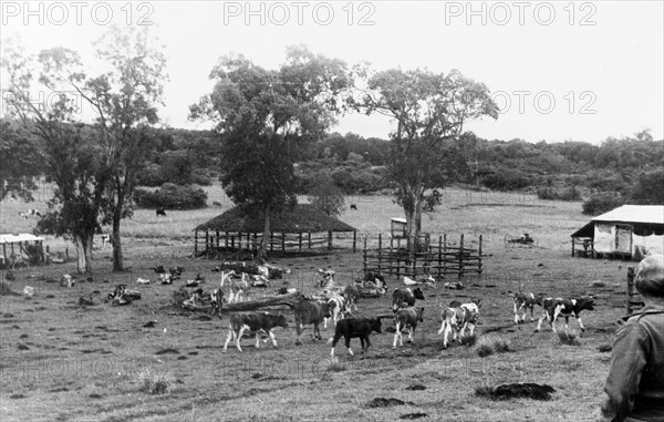 Cattle on a European settler's farm. Cattle roam freely on a European settler's farm, located in the highlands on the slopes of Mount Kenya. Central Kenya, circa 1955., Central (Kenya), Kenya, Eastern Africa, Africa.