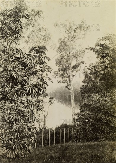 View of the Brisbane river at Witton. View through the trees of the Brisbane river at Witton, today known as Indooroopilly. Indooroopilly, Australia, circa 1890. Indooroopilly, Queensland, Australia, Australia, Oceania.