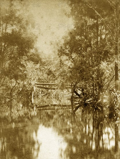 Moggill creek, Australia. Reflections in the water at Moggill creek located in the outback surrounding Brisbane. Queensland, Australia, circa 1890., Queensland, Australia, Australia, Oceania.