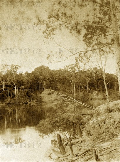 Tree damage on the Brisbane river. Damaged trees and tree stumps on the banks of the Brisbane river near Goodna. Wolstan, Australia, circa 1890. Wolstan, Queensland, Australia, Australia, Oceania.