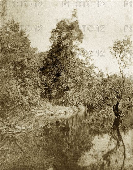 Moggill creek, Australia. Dense outback vegetation on the banks of Moggill creek. Queensland, Australia, circa 1890., Queensland, Australia, Australia, Oceania.