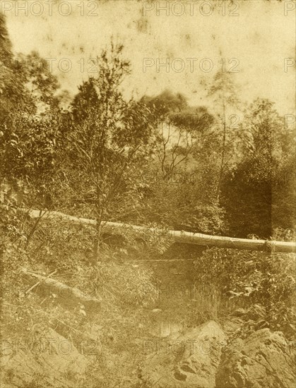 Gold creek, Australia. A fallen tree trunk forms a natural bridge over the river in the outback at Gold creek. Queensland, Australia, circa 1890., Queensland, Australia, Australia, Oceania.