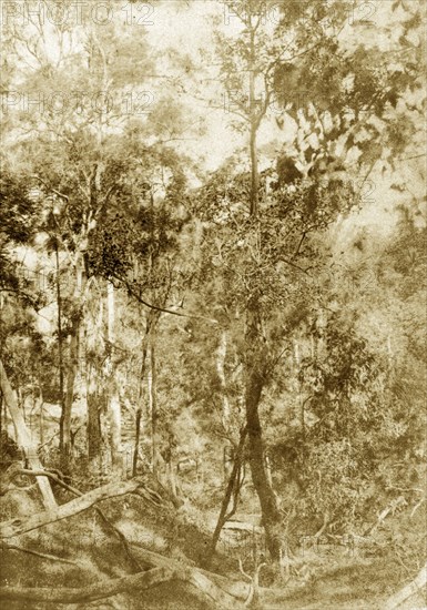 Forest terrain at Kenmore. Dense forest terrain littered with fallen trees. A later manuscript caption pencilled next to the image appears to read 'find the toy'. Kenmore, Australia, circa 1890. Kenmore, Queensland, Australia, Australia, Oceania.