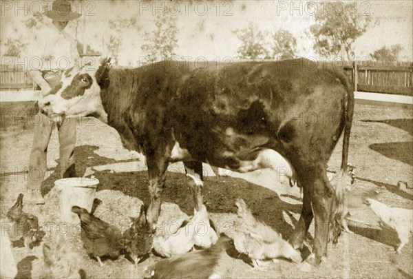 Cow on a Queensland smallholding. A settler feeds his cow 'Polly' and a brood of chickens at a Queensland smallholding. Queensland, Australia, circa 1890., Queensland, Australia, Australia, Oceania.