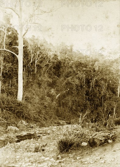 Dry riverbed at Moggill creek. A section of dry riverbed bordered by forested hills in the outback at Moggill creek. Brookfield, Australia, circa 1890. Brookfield, Queensland, Australia, Australia, Oceania.