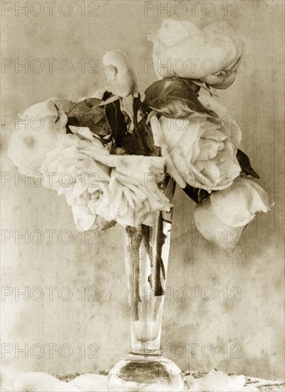 Roses in a vase, Australia. Sepia portrait showing an arrangement of roses displayed in a glass vase. Queensland, Australia, circa 1895., Queensland, Australia, Australia, Oceania.