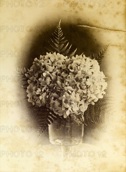 Hydrangea with ferns, Australia. Sepia portrait showing an arrangement of hydrangea flowers and ferns displayed in a glass vase. Queensland, Australia, circa 1895., Queensland, Australia, Australia, Oceania.