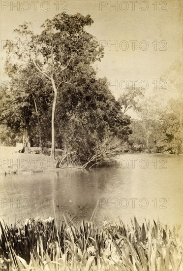 Irises on a bend in the river. A bed of irises fringe the banks at a bend in the river. Queensland, Australia, circa 1890., Queensland, Australia, Australia, Oceania.