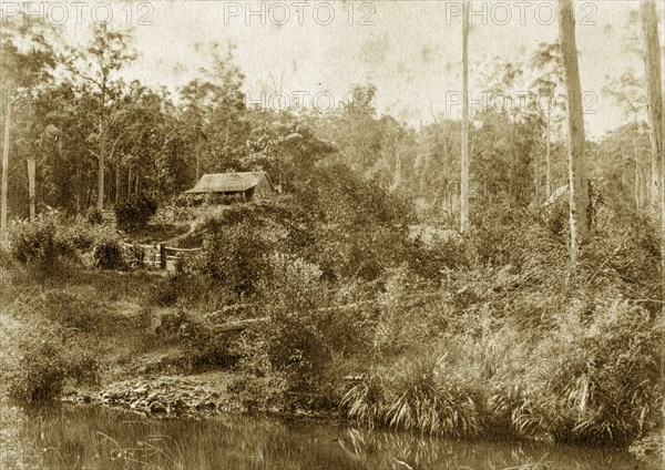 Mrs Butler's house at Gold creek. A dwelling identified as 'Mrs. Butler's House' is almost completely hidden amongst the dense vegetation of the outback on the banks of Gold creek. Queensland, Australia, circa 1890., Queensland, Australia, Australia, Oceania.