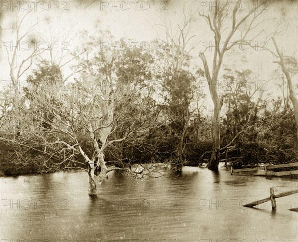 Freshwater lagoon at Burpengary. Trees and fences are part-submerged by the high waters of a freshwater lagoon. Burpengary, Australia, circa 1890. Burpengary, Queensland, Australia, Australia, Oceania.