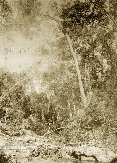 Forested outback in Brookfield. View from Moggill creek showing a section of densley forested outback. Brookfield, Australia, circa 1890. Brookfield, Queensland, Australia, Australia, Oceania.