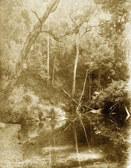 Still waters at Moggill creek. The mirror-like surface of the water at Moggill creek reflects trees and vegetation growing on the riverbank. Brookfield, Australia, circa 1890. Brookfield, Queensland, Australia, Australia, Oceania.