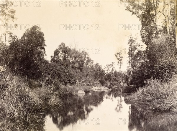Still waters at Gold creek. The mirror-like surface of the water at Gold creek reflects trees and vegetation growing on the riverbank. Queensland, Australia, circa 1890., Queensland, Australia, Australia, Oceania.