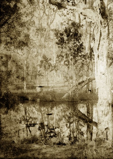 Reflections in a creek, Australia. Trees in the densely forested outback are reflected in the still waters of a creek. Queensland, Australia, circa 1890., Queensland, Australia, Australia, Oceania.