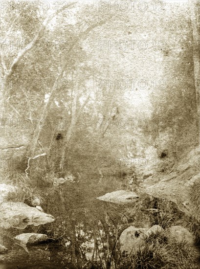 Moggill creek, Australia. Overgrown vegetation in the outback on the banks of Moggill creek. Queensland, Australia, circa 1890., Queensland, Australia, Australia, Oceania.