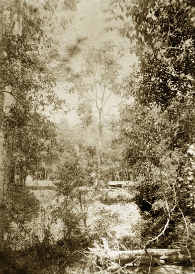 The outback near Brisbane. Dense and tangled vegetation in the outback surrounding Brisbane. Queensland, Australia, circa 1890., Queensland, Australia, Australia, Oceania.