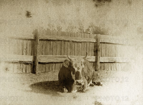 Cow on a Queensland smallholding. A spotted cow called 'Polly' takes a rest in a fenced paddock on a Queensland settler's smallholding. Queensland, Australia, circa 1890., Queensland, Australia, Australia, Oceania.
